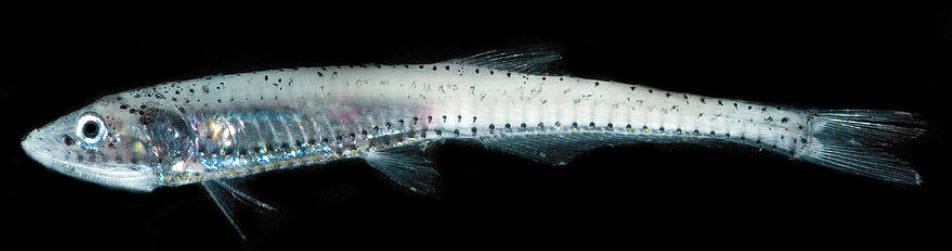 Pollichthys mauli_04.jpg